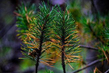 Close up of two young pine shoots with green and orange transitioning needles in forest bokeh © Oleksandr Kashcheiev