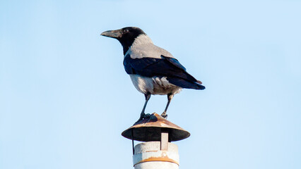 crow on a branch © lazalnik