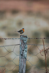 Naklejka premium A small bird with an orange chest perched on a weathered fence post.