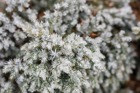 Close-up of frosted evergreen branches with a wintry appearance.