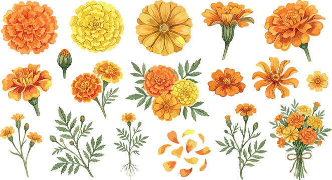 Orange marigold floral vector illustration set with yellow blooming flowers buds leaves petals and bouquets for seasonal autumn decorations