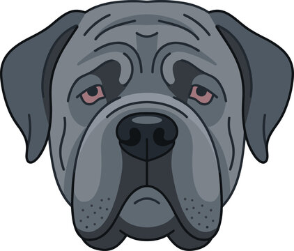 Detailed vector illustration of a grey mastiff dog head with droopy eyes and wrinkly face isolated on a plain white background