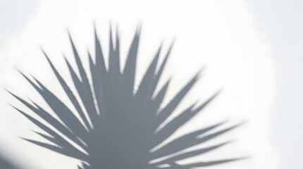 Obraz premium Shadow of a palm leaf on a white wall. Sunlight casts a sharp shadow, creating a stark contrast and a minimalist aesthetic