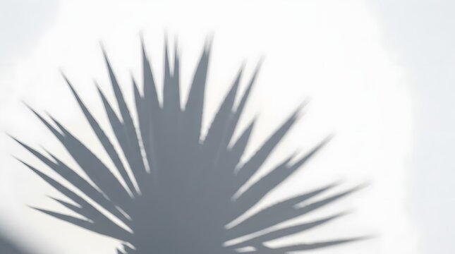 Shadow of a palm leaf on a white wall. Sunlight casts a sharp shadow, creating a stark contrast and a minimalist aesthetic