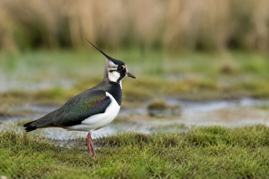 Northern lapwing standing in wet meadow, wildlife and grassland habitat concept