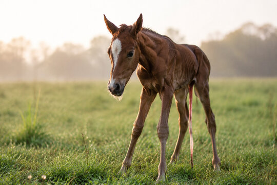 Newborn foal standing shakily on long legs with umbilical cord in grassy field.