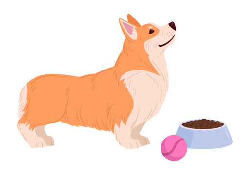 Corgi dog character. Cartoon orange corgi standing beside food bowl flat vector illustration. Cute pet lifestyle graphic