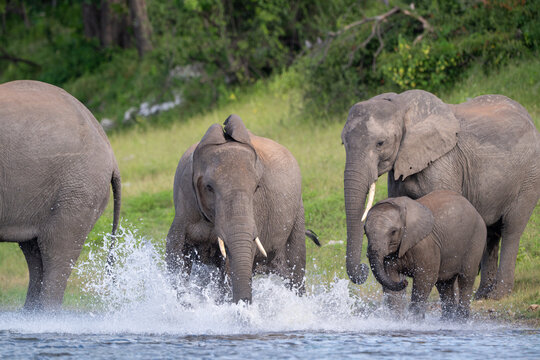 African bush elephants drinking from the Chobe River