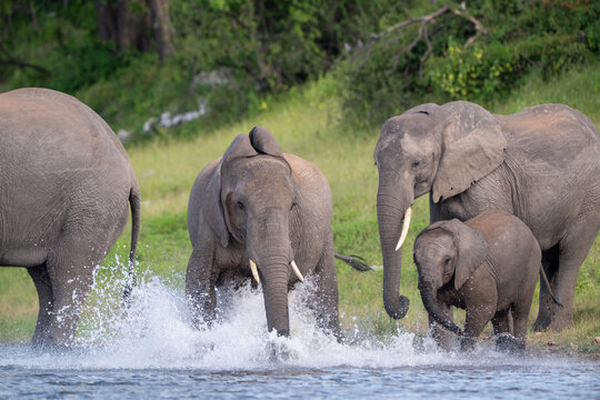 African bush elephants drinking from the Chobe River