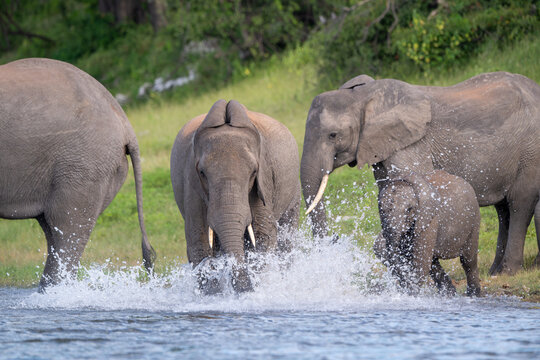 African bush elephants drinking from the Chobe River