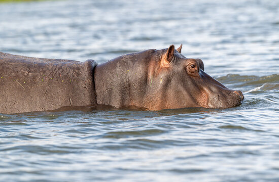 Hippopotamus submered in the water of Chobe River.