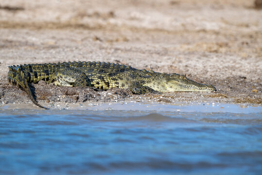 Nile crocodile along the shore of Chobe River