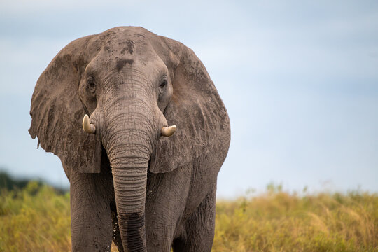 The face of an  African elephant in an open meadow near the shore of Chobe River