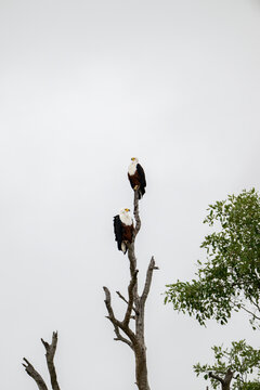 Two African fish eagles perched above the Chobe River