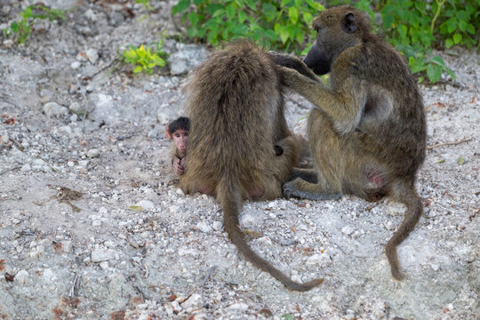 A baby babboon peeking at the camera near the Chobe River