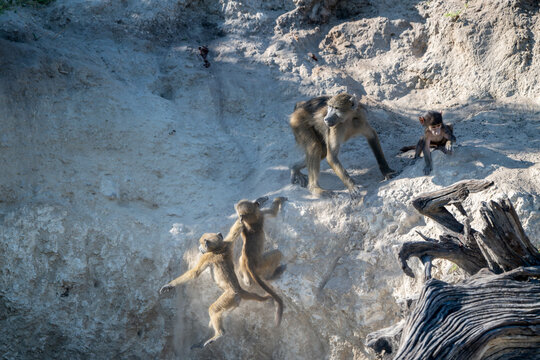 two young babboons falling from off a ledge near  the Chobe River