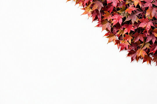 Autumn maple leaves arranged in a corner frame isolated on white background