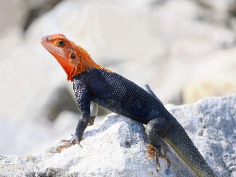 A Closeup Image of a Male Peter's Rock Agama Lizard which has Recently Been Introduced to South Florida