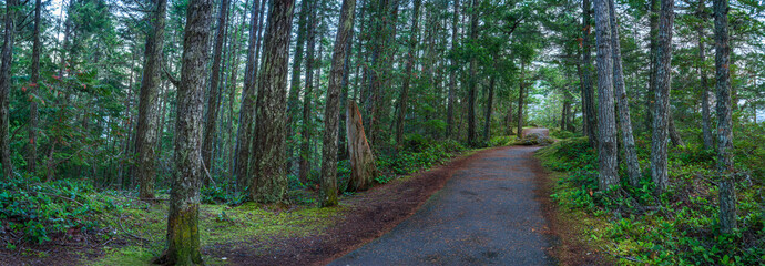 Beautiful wide panoramic view of an asphalt hiking path through a dense pine forest © underwaterstas