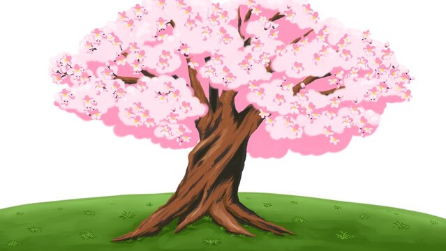 Blooming cherry blossom tree on a green hill with white background