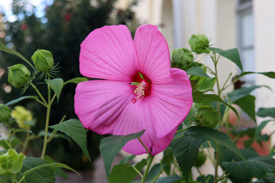 Gro&szlig;bl&uuml;tiger Staudenhibiscus