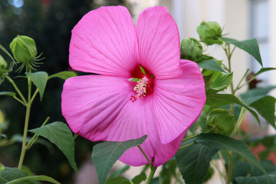 Gro&szlig;bl&uuml;tiger Staudenhibiscus