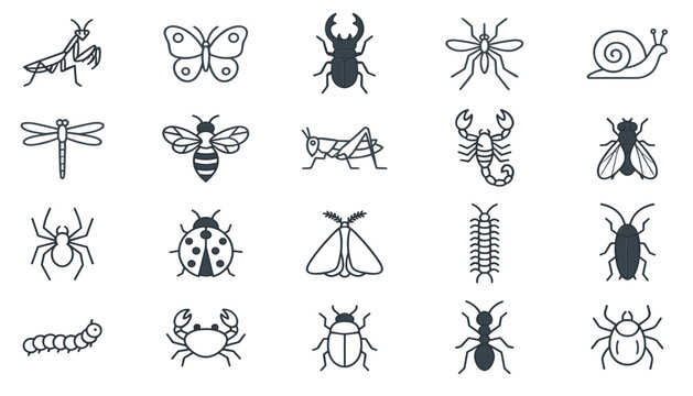 Insect and bug line icon set featuring beetle spider butterfly ant scorpion bee mosquito snail and crawling creature vectors