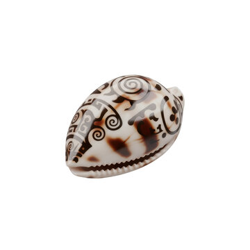 Beautiful Patterned Cowrie Shell with Intricate Brown Markings
