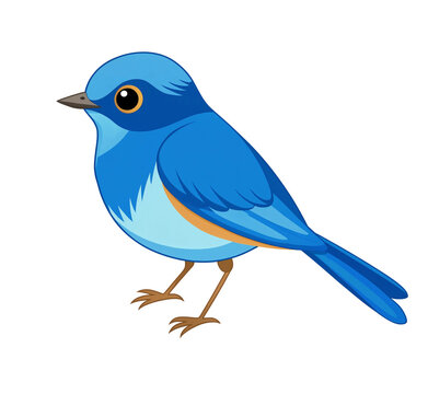 blue bird illustration 