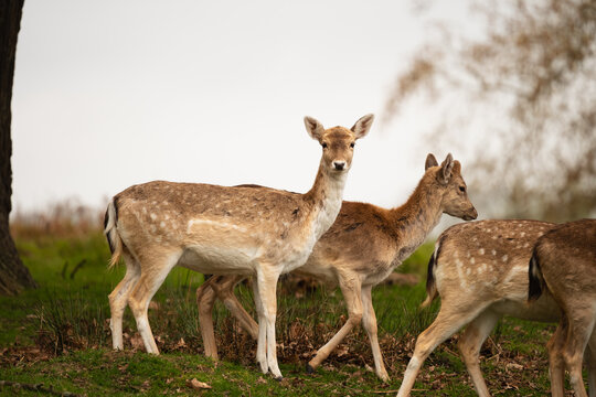 Group of fallow deer walking through grassy woodland at Richmond Park, London.