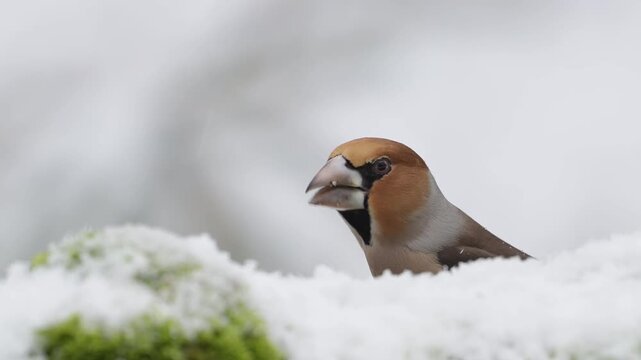 A male hawfinch searches for food on a dead tree trunk in the snow, alongside a chaffinch, north rhine westphalia, winter, (coccothraustes coccothraustes), germany