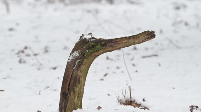 Chaffinch male looking for food on dead tree trunk in the snow, winter feeding, north rhine westphalia,  winter, (fringilla coelebs), germany