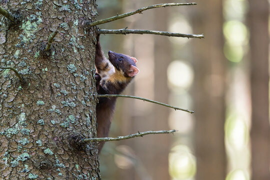 The wood marten is playing and jumping on trees and stumps in the forest