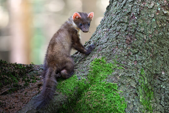 The wood marten is playing and jumping on trees and stumps in the forest