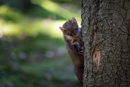 The wood marten is playing and jumping on trees and stumps in the forest