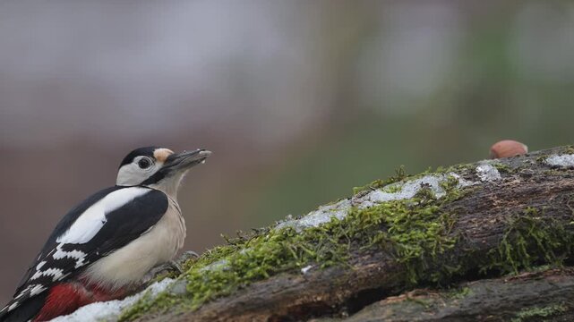 Great spotted woodpecker male sitting on a dead wood and pecking on a sunflower seeds, winter, north rhine westphalia, (dendrocopos major), germany