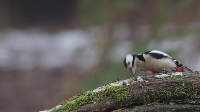 Great spotted woodpecker male sitting on a dead wood and pecking on a sunflower seeds, winter, north rhine westphalia, (dendrocopos major), germany