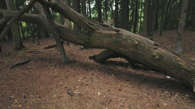 Large fallen tree trunk on forest floor
