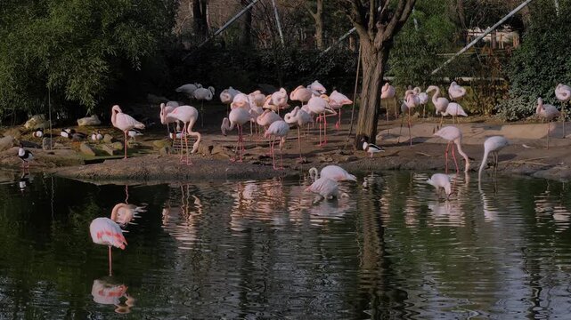 Flock of graceful pink flamingos standing on one leg at farm, zoo in Bursa, Turkey. Autumn time, daylight. Wildlife, animal and exotic concept