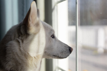 Lonely dog watches outside. Lonely husky waits indoors. White lonely pet portrait. Quiet lonely companion at window. © Volodymyr
