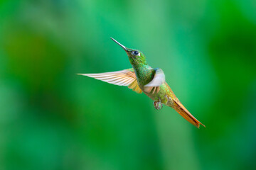 Brazilian Ruby hummingbird (Clytolaema rubricauda) captured in mid-flight hovering with wings spread against a blurred green natural background in the Atlantic Rainforest of Brazil. © Miroslav Srb