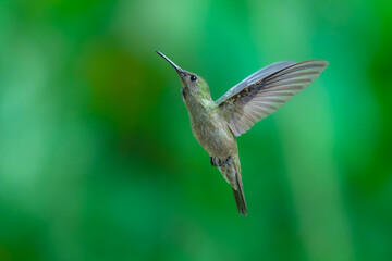 Fototapeta premium A stunning hummingbird Sombre Hummingbird hovering in mid-air to feed on bright red and yellow tropical flowers, set against a smooth green background in Brazil.