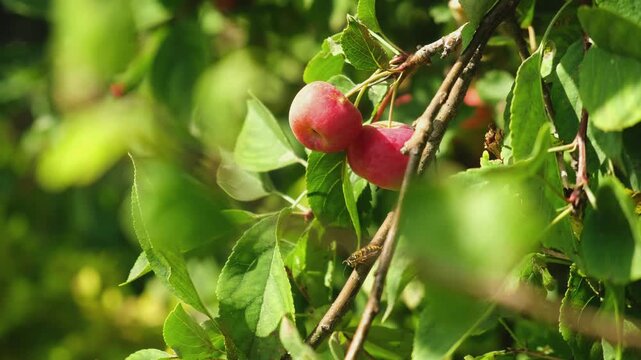 Small decorative apples hanging on a branch of apple tree. Summer harvest.