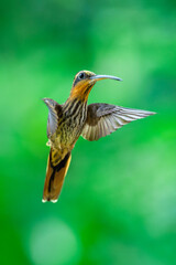 Fototapeta premium Saw-billed Hermit (Ramphodon naevius) hovering in flight with tongue extended, Atlantic Forest, Brazil. 