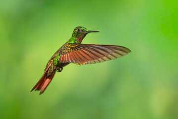 Fototapeta premium Brazilian Ruby hummingbird (Clytolaema rubricauda) captured in mid-flight hovering with wings spread against a blurred green natural background in the Atlantic Rainforest of Brazil.