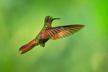 Fototapeta premium Brazilian Ruby hummingbird (Clytolaema rubricauda) captured in mid-flight hovering with wings spread against a blurred green natural background in the Atlantic Rainforest of Brazil.