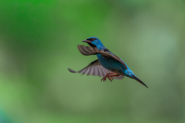 Obraz premium Best photo, masterclass. An adult male Blue Dacnis (Dacnis cayana) captured in mid-flight against a blurred green natural background in the Atlantic Rainforest of Brazil. 