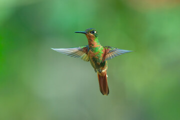Fototapeta premium Brazilian Ruby hummingbird (Clytolaema rubricauda) captured in mid-flight hovering with wings spread against a blurred green natural background in the Atlantic Rainforest of Brazil.