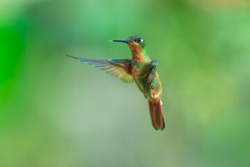 Fototapeta premium Brazilian Ruby hummingbird (Clytolaema rubricauda) captured in mid-flight hovering with wings spread against a blurred green natural background in the Atlantic Rainforest of Brazil.