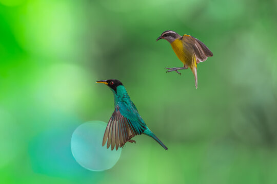Birds Brazil Images – Browse 142,212 Stock Photos, Vectors, and